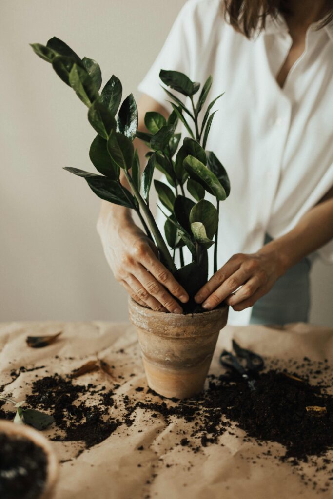 pexels-photo-3094208-3094208 Person potting a houseplant with soil, showcasing indoor gardening practice.